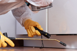 Messie Schädlingsbekämpfung Zwickau